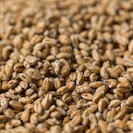 products Wheat Malt IMG 1759 1  69334.1568784417.1280.1280