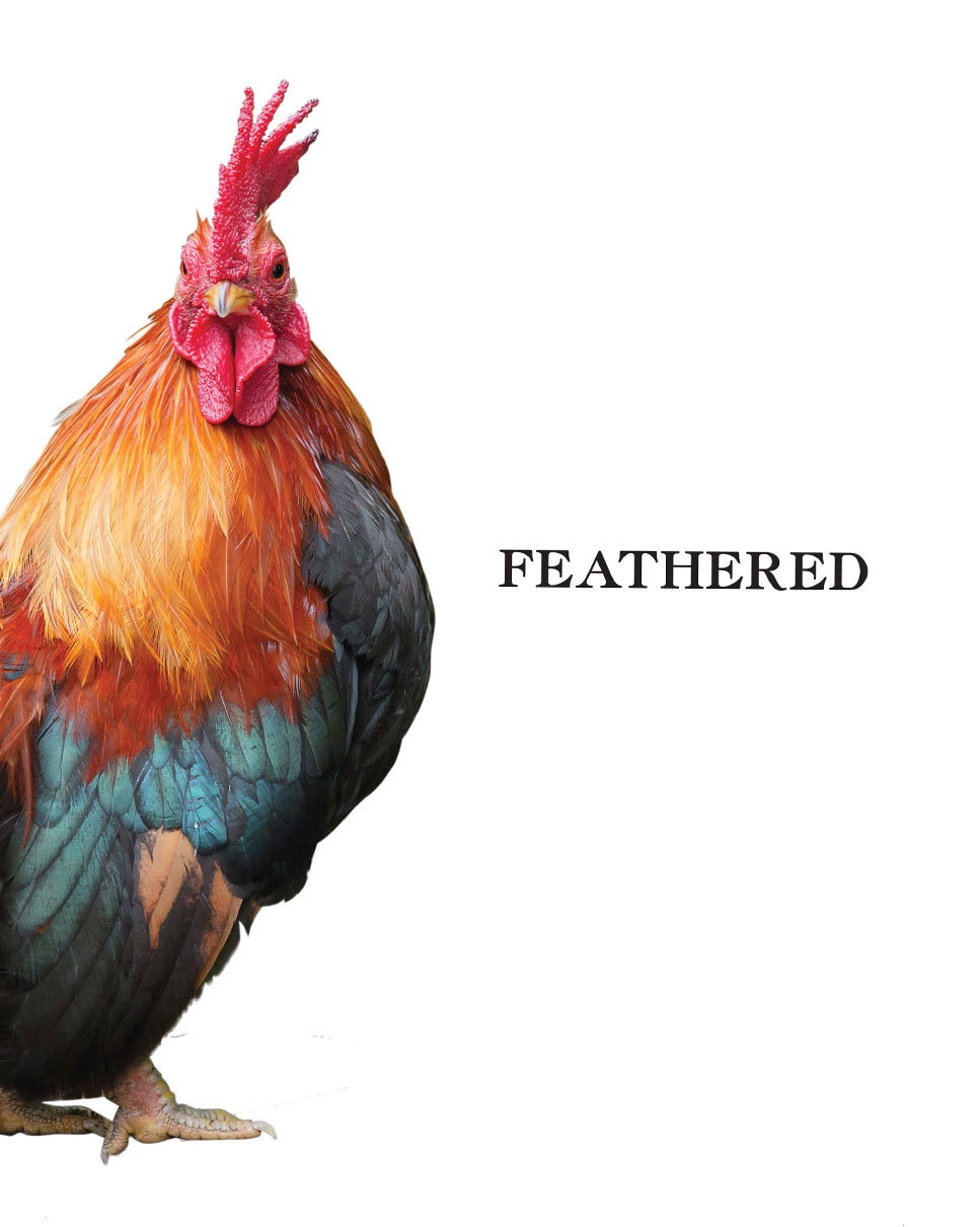 Feathered - P.J. Booth